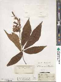 Aesculus flava image