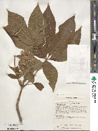 Aesculus flava image