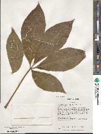 Aesculus flava image