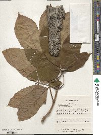 Aesculus flava image