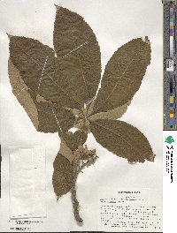 Aesculus flava image