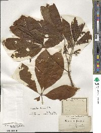 Aesculus flava image