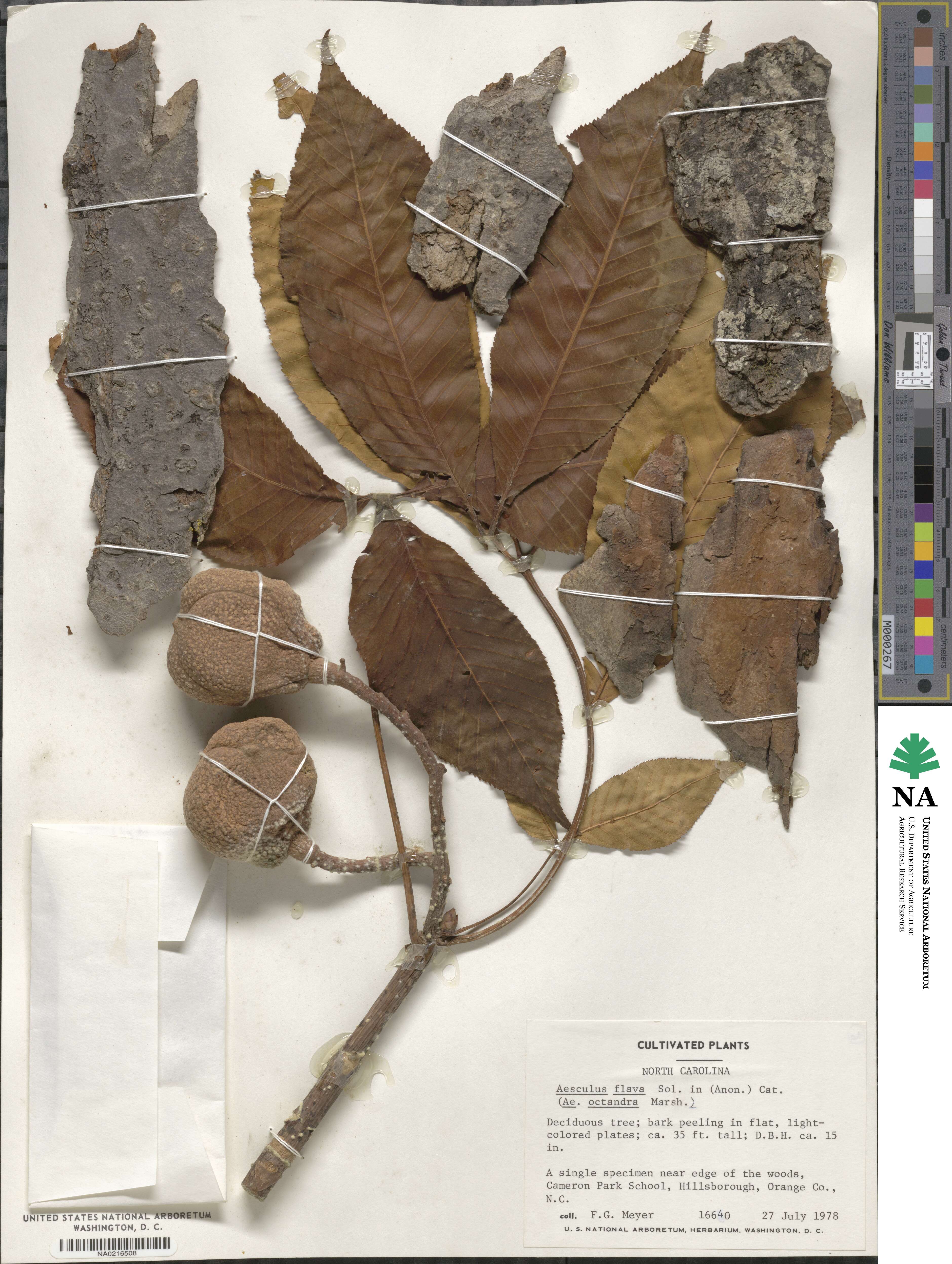 Aesculus flava image