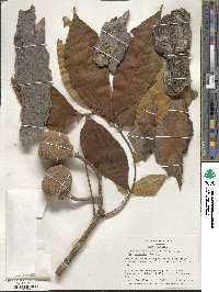 Aesculus flava image