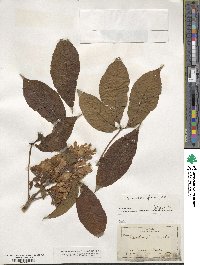 Aesculus flava image