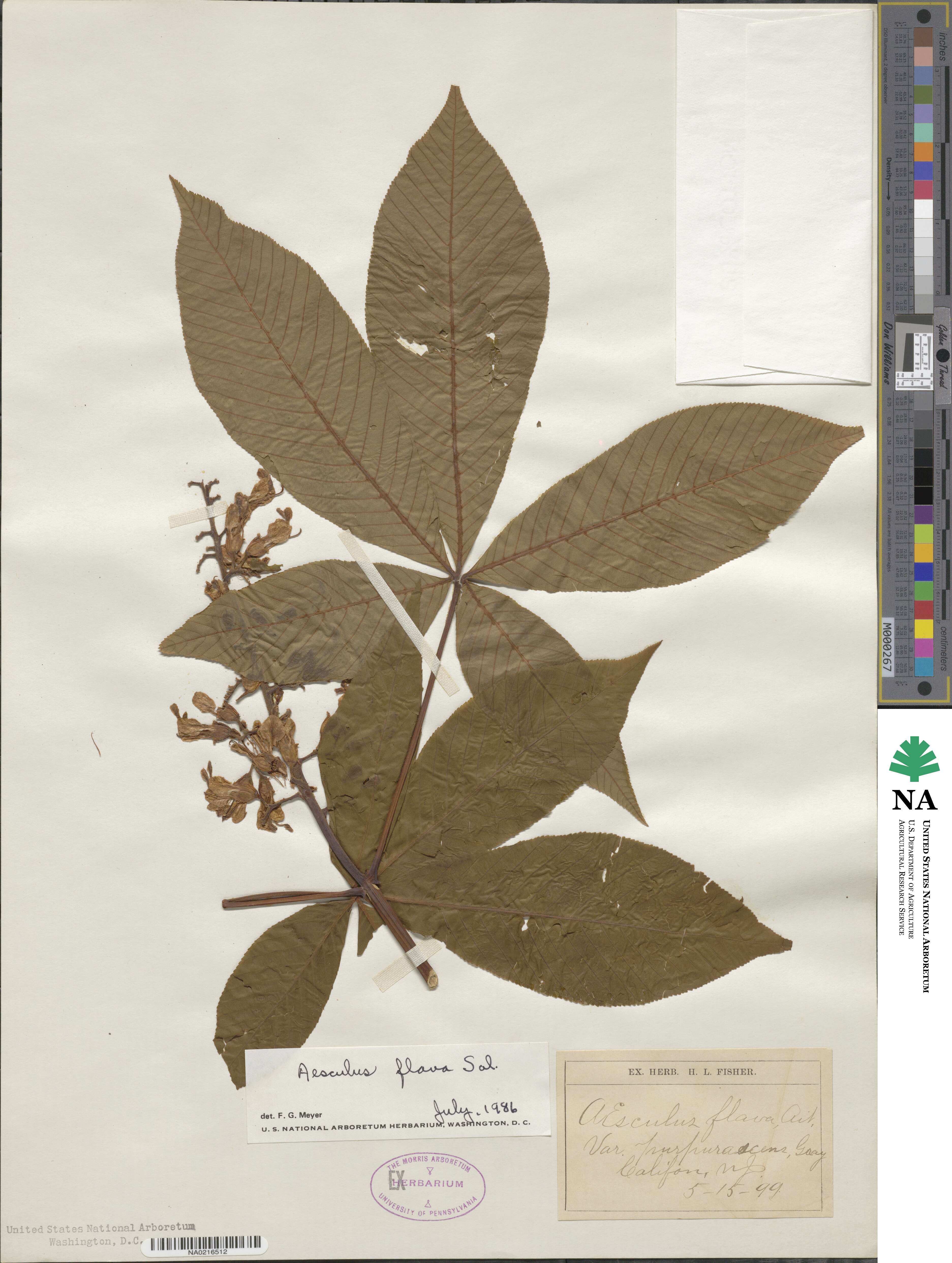 Aesculus flava image