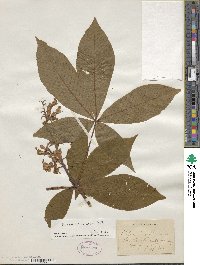 Aesculus flava image