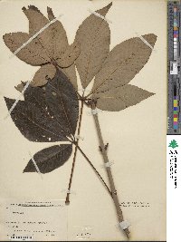 Aesculus sylvatica image