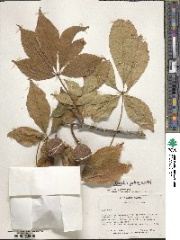 Aesculus glabra image