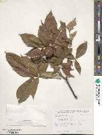 Aesculus glabra image