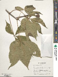 Aesculus glabra image