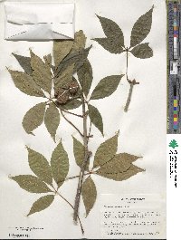 Aesculus glabra image