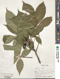 Aesculus glabra image