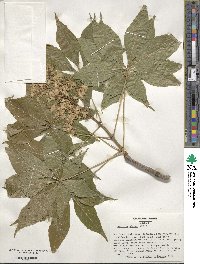 Aesculus glabra image