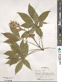 Aesculus glabra image