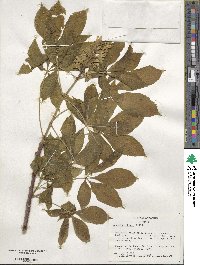 Aesculus glabra image