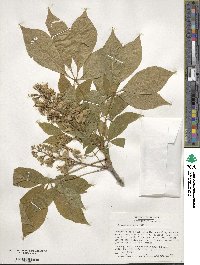 Aesculus glabra image