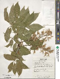 Aesculus glabra image