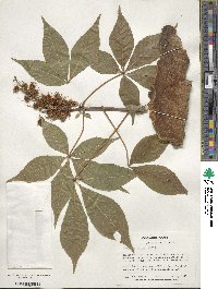 Aesculus glabra image