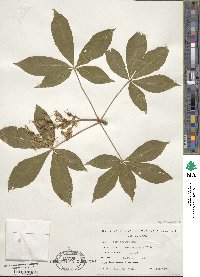 Aesculus glabra image