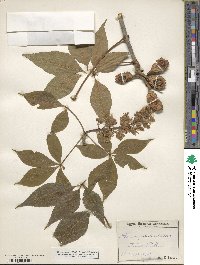 Aesculus glabra image