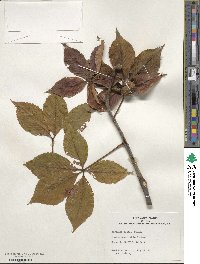 Aesculus glabra image