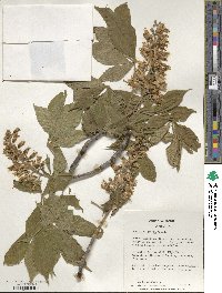 Aesculus glabra image