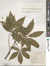 Aesculus glabra image