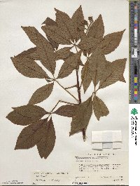 Aesculus glabra image