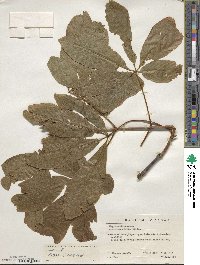 Aesculus glabra image