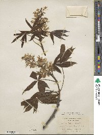 Aesculus glabra image