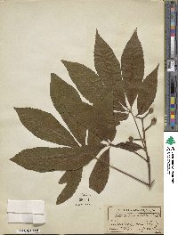 Aesculus glabra image