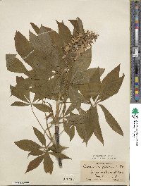 Aesculus glabra image