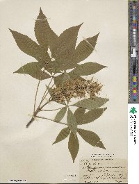 Aesculus glabra image