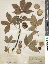 Aesculus glabra image