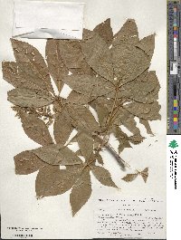 Aesculus glabra image