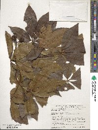 Aesculus glabra image