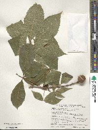 Aesculus glabra image