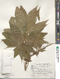 Aesculus glabra image