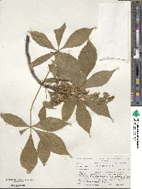 Aesculus glabra image