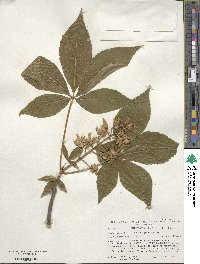 Aesculus glabra image