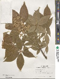 Aesculus glabra image