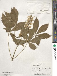 Aesculus glabra image