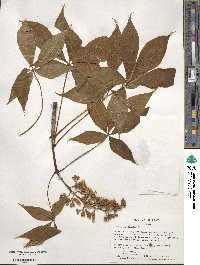 Aesculus glabra image