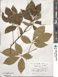 Aesculus glabra image