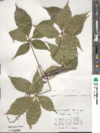 Aesculus glabra image