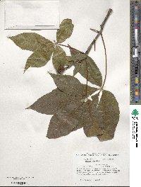 Aesculus glabra image