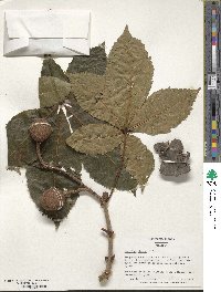 Aesculus glabra image