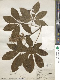 Aesculus glabra image