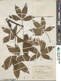 Aesculus glabra image